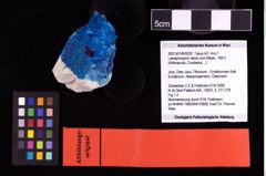 NHMW-GEO-2007z0149-0020_Ol_04.tifLaeviprosopon laeve (von Meyer, 1857)  (NHMW-GEO-2007z0149-0020)